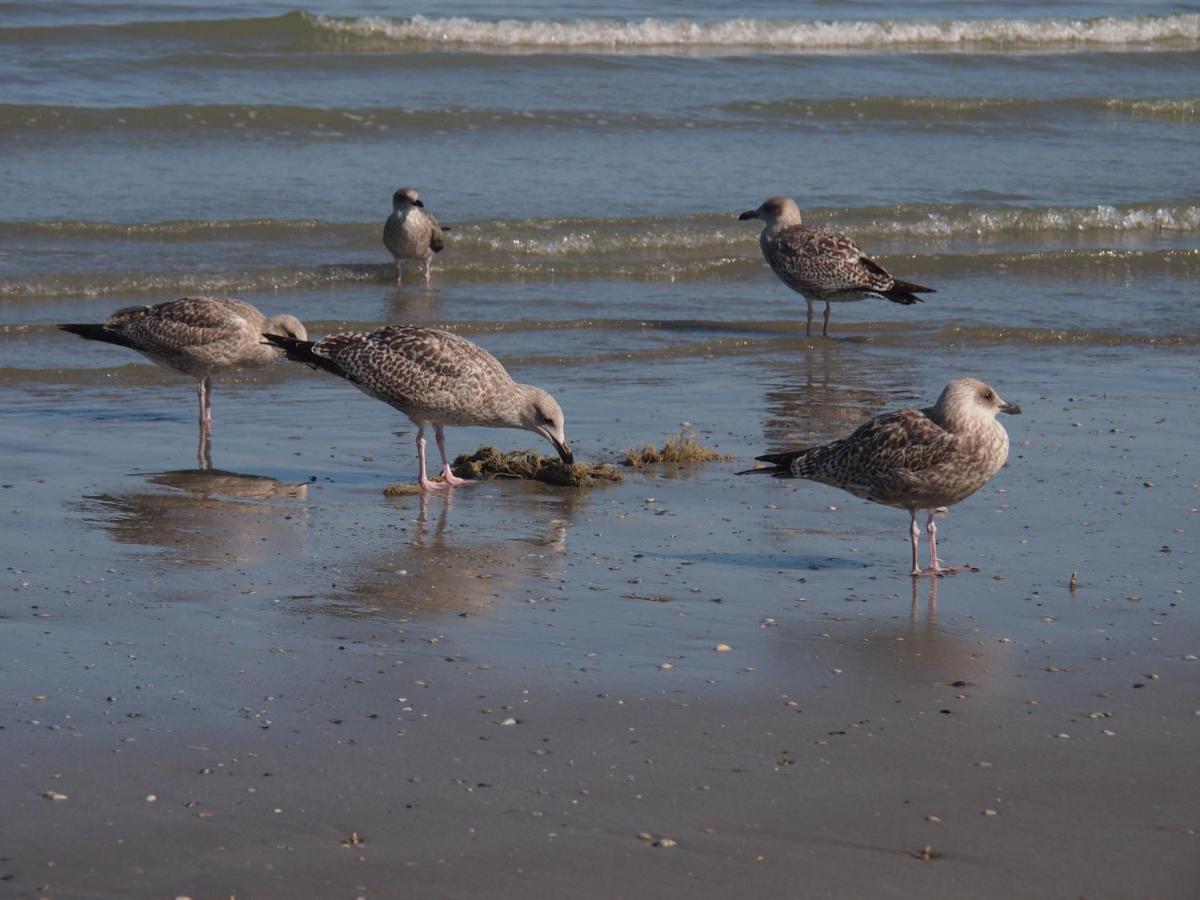 Entre Dunes Et Mer Bray-Dunes Exteriér fotografie